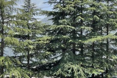 IMG_7310.HEIC